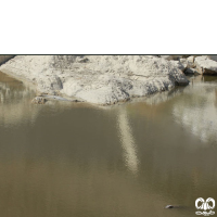 گونه کروکودیل پوزه کوتاه Mugger Crocodile